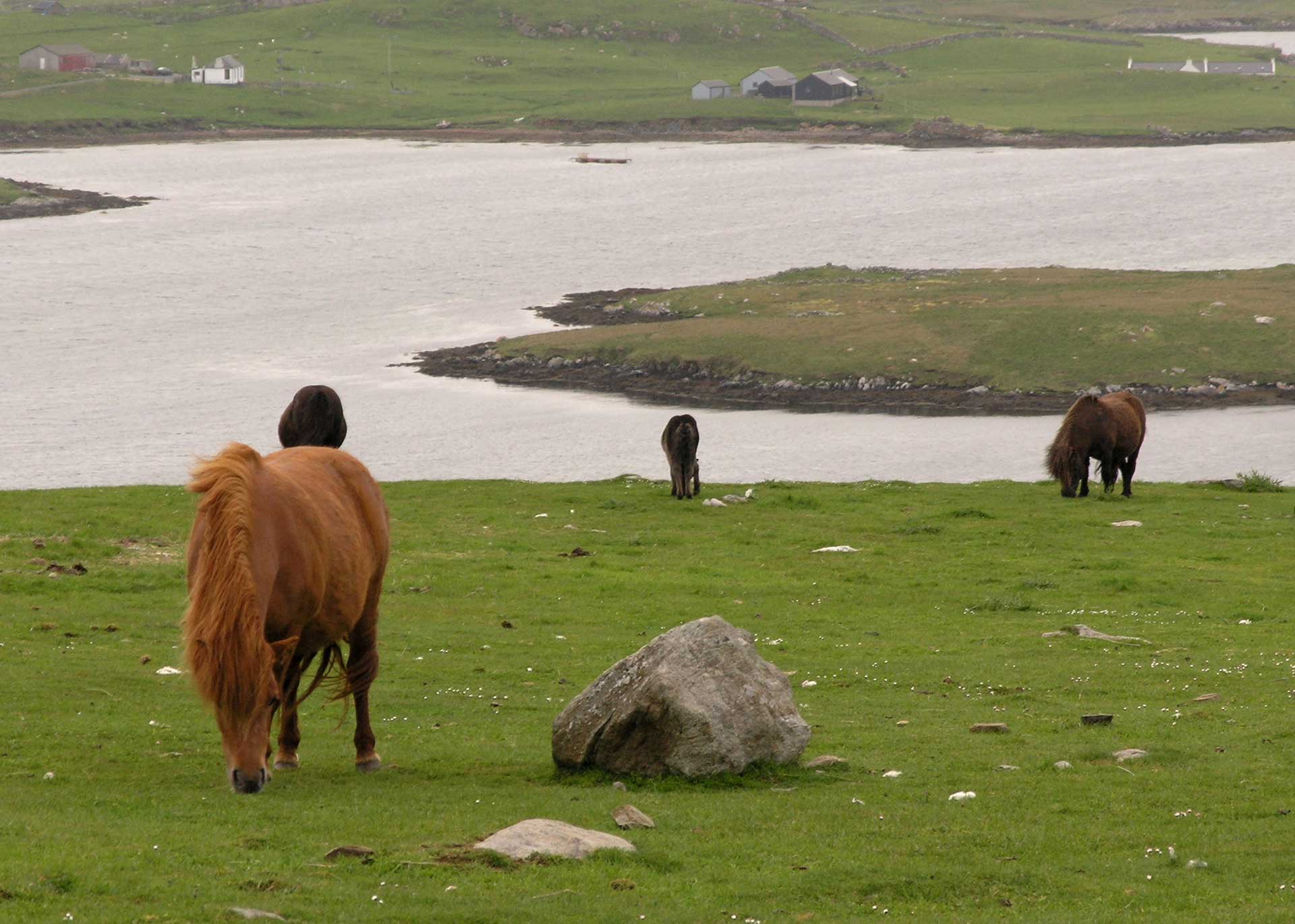 Shetland Ponies